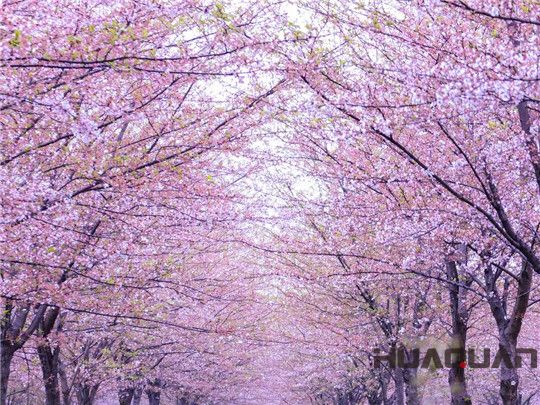 華全發(fā)電機(jī)組：這個春天不寂寞！剛看完櫻花怒放，新疆又放大招，預(yù)將百萬畝沙漠變綠洲