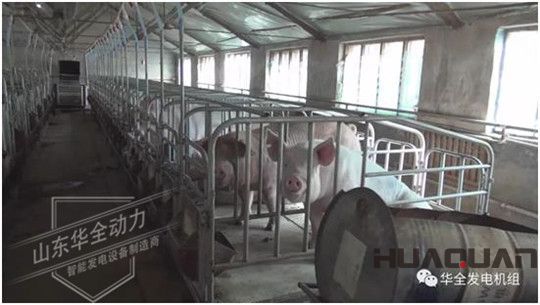 養(yǎng)豬發(fā)了家，卻把全村搞臭了！沒想到“它”能一箭雙雕（華全整理）