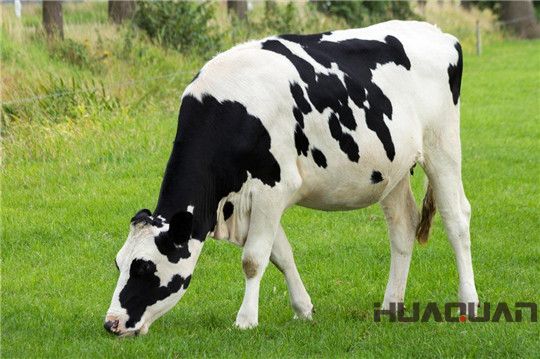 奶牛吃的是草，出來的是奶；而它吃的是油，出來的卻是電！華全