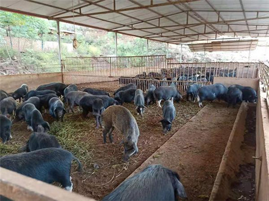 專業(yè)巡檢，熱心服務(wù)!華全發(fā)電機組助力養(yǎng)殖企業(yè)溫暖過冬!